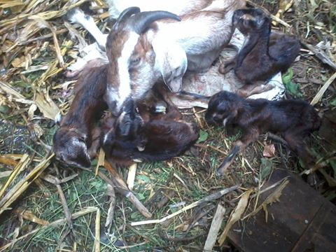 एकै बेतमा चार पाठापाठी धादिङको बैरेनी गाविस ९ महेशदनेभानकी मैया हमालले पालेको वाख्राले एकै वेतमा २ पाठा र २ पाठी पाएको छ । तस्बिर : देविवहादुर मल्ल -महेशदोभान